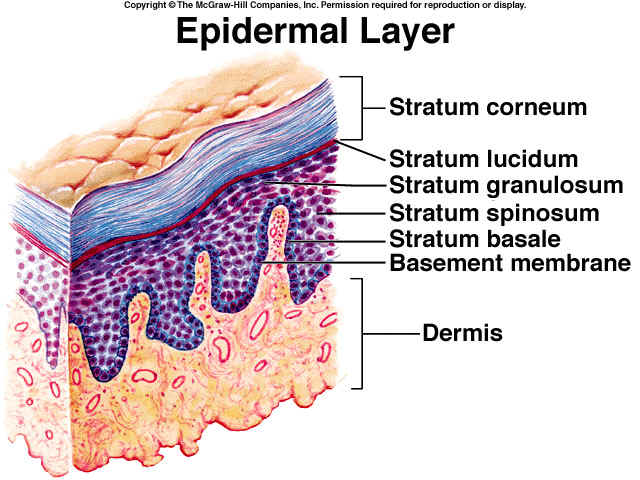 Stratum Basale | cosmotruth