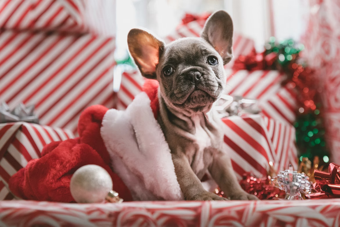 Pet as a present for Christmas