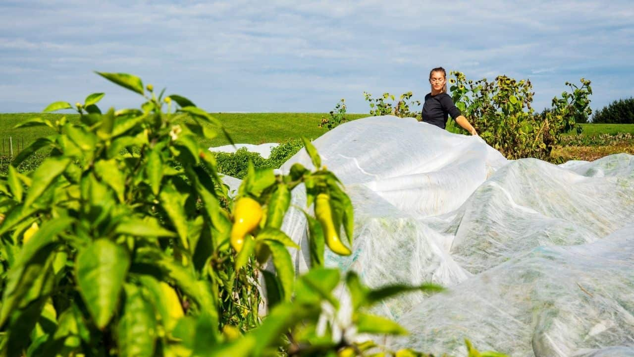 Apply cold treatment to pepper plants
