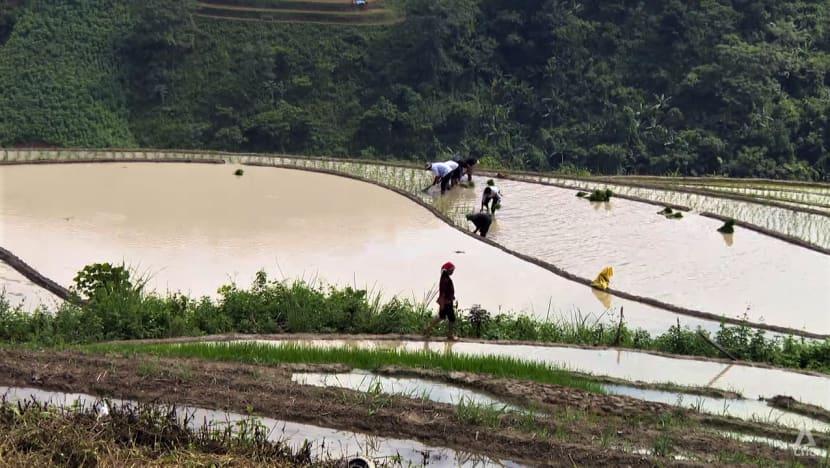 insight_laos_16_rice_farming