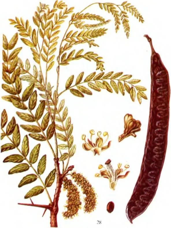 D:\0 wd yedek\acr yedek\1 film indirme\sovremennaya_fitoterapiya_dosyalar\image136.jpg