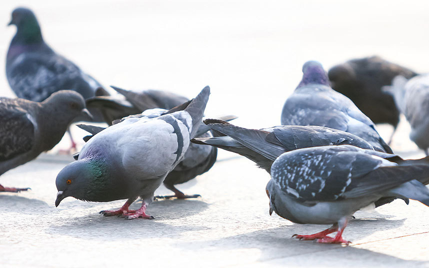 pigeons eating