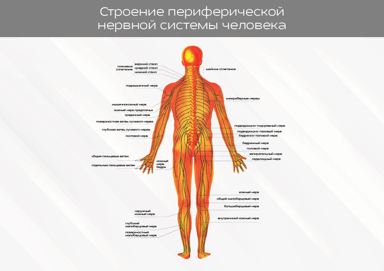 Органы периферической нервной системы человека. Нервная система человека анатомия. Периферическая нервная система анатомия. Строение нервной системы человека. Строение периферического нерва.