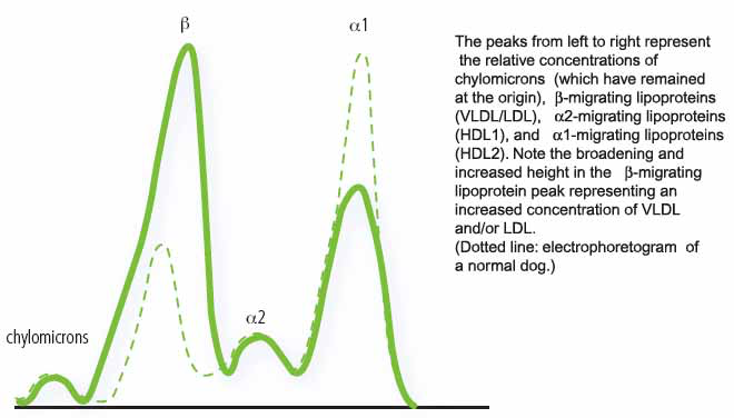 Densitometric tracing of lipoprotein electrophoretogram of a dog with primary hyperlipoproteinemia