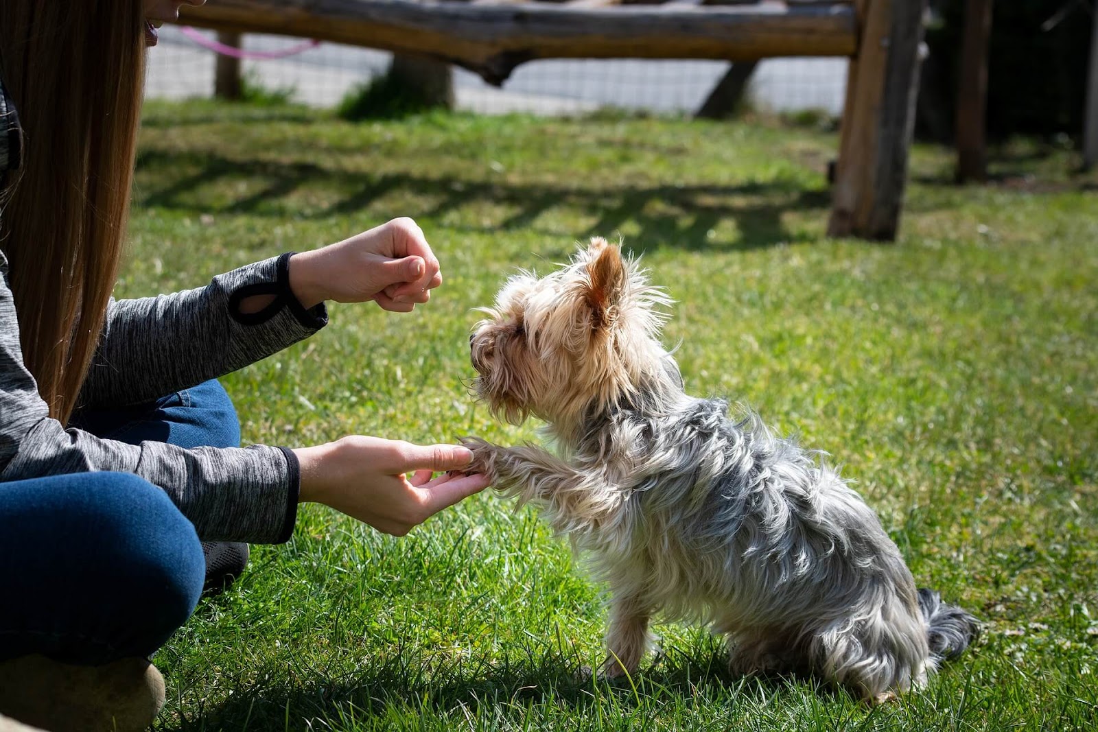 How To Groom A Yorkie Face? 
