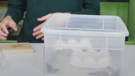 Dubia roaches in plastic container with egg crates