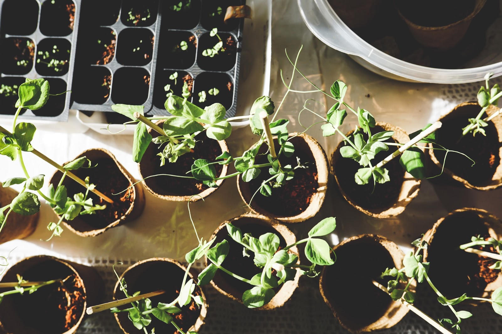 seedlings in pots