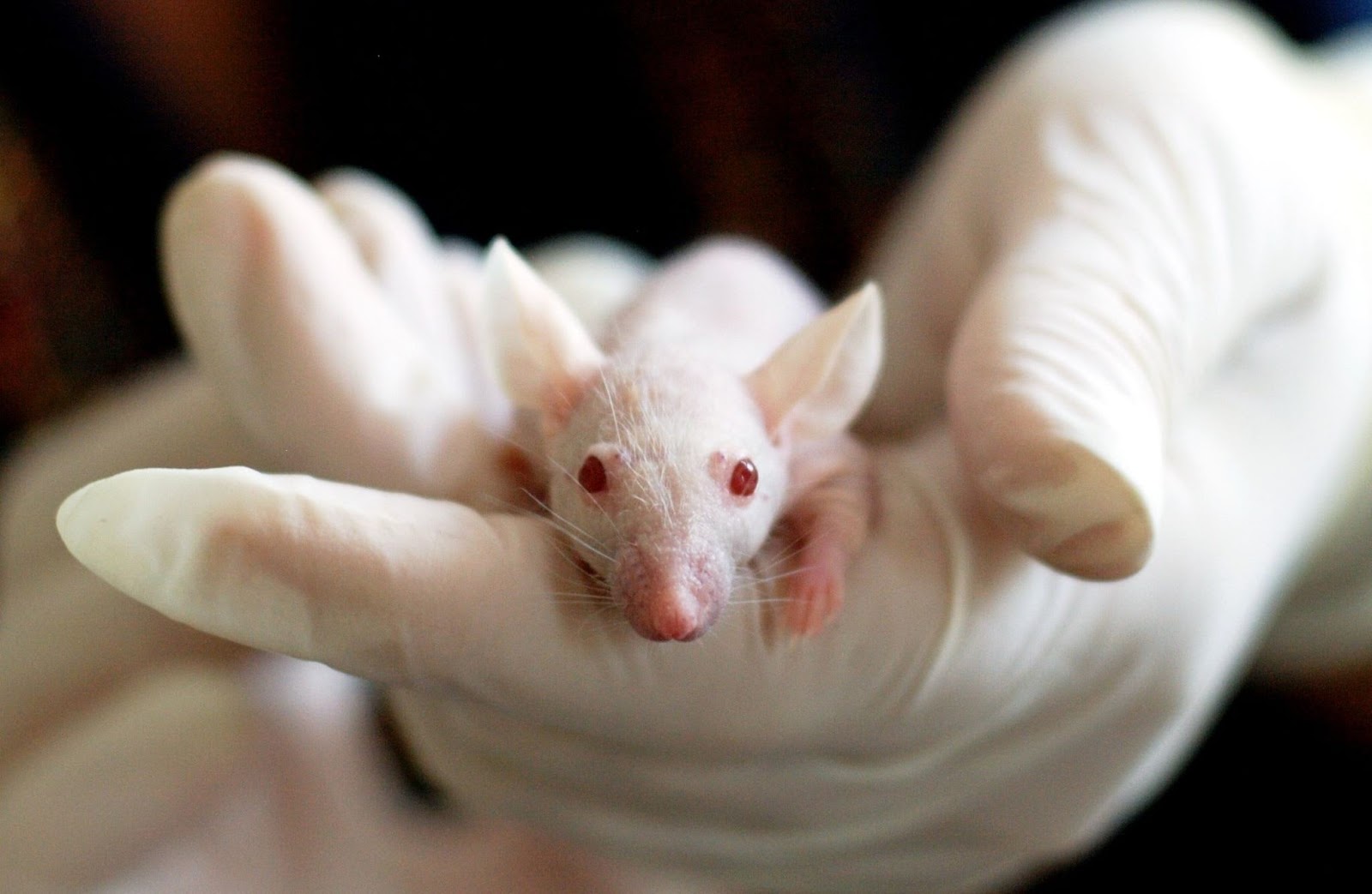 Mouse in a gloved hand regarding animal studies related to the benefits of creatine supplementation