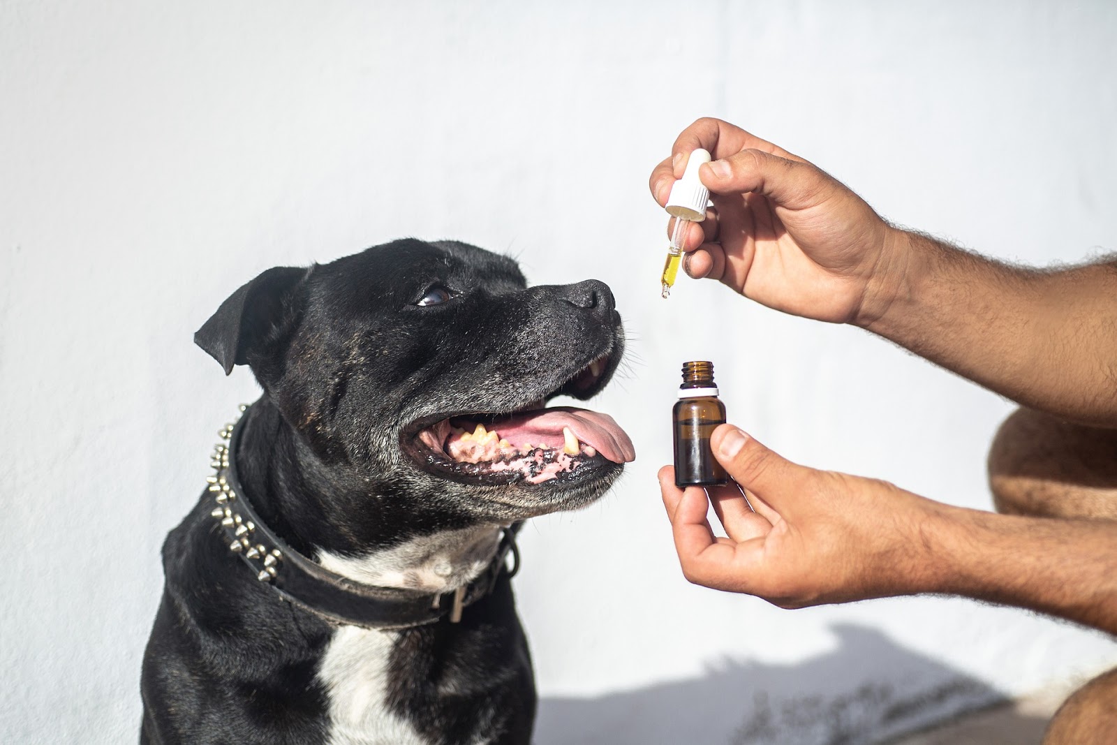Best CBD For Dog Anxiety