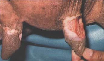 Ulceration of the mammary gland in a buffalo with thelitis.