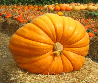 Big pumpkin by MG.jpg