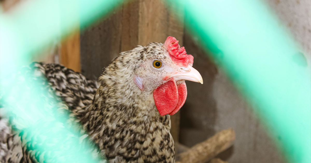 Chicken nets help raise healthy chickens