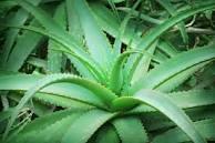 C:\Users\Mazhar Sayeed\Pictures\Aloe Vera 002.jpg