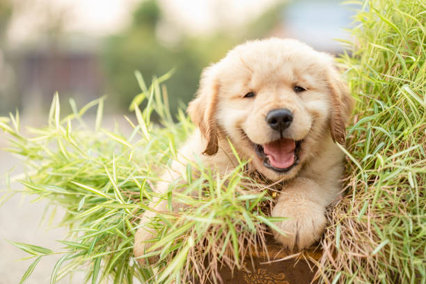 Golden Retriever Köpek Bilinmeyen Özellikleri & Bakımı