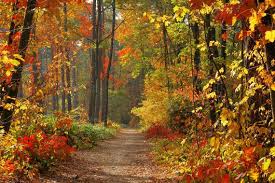 Image result for autumn trees