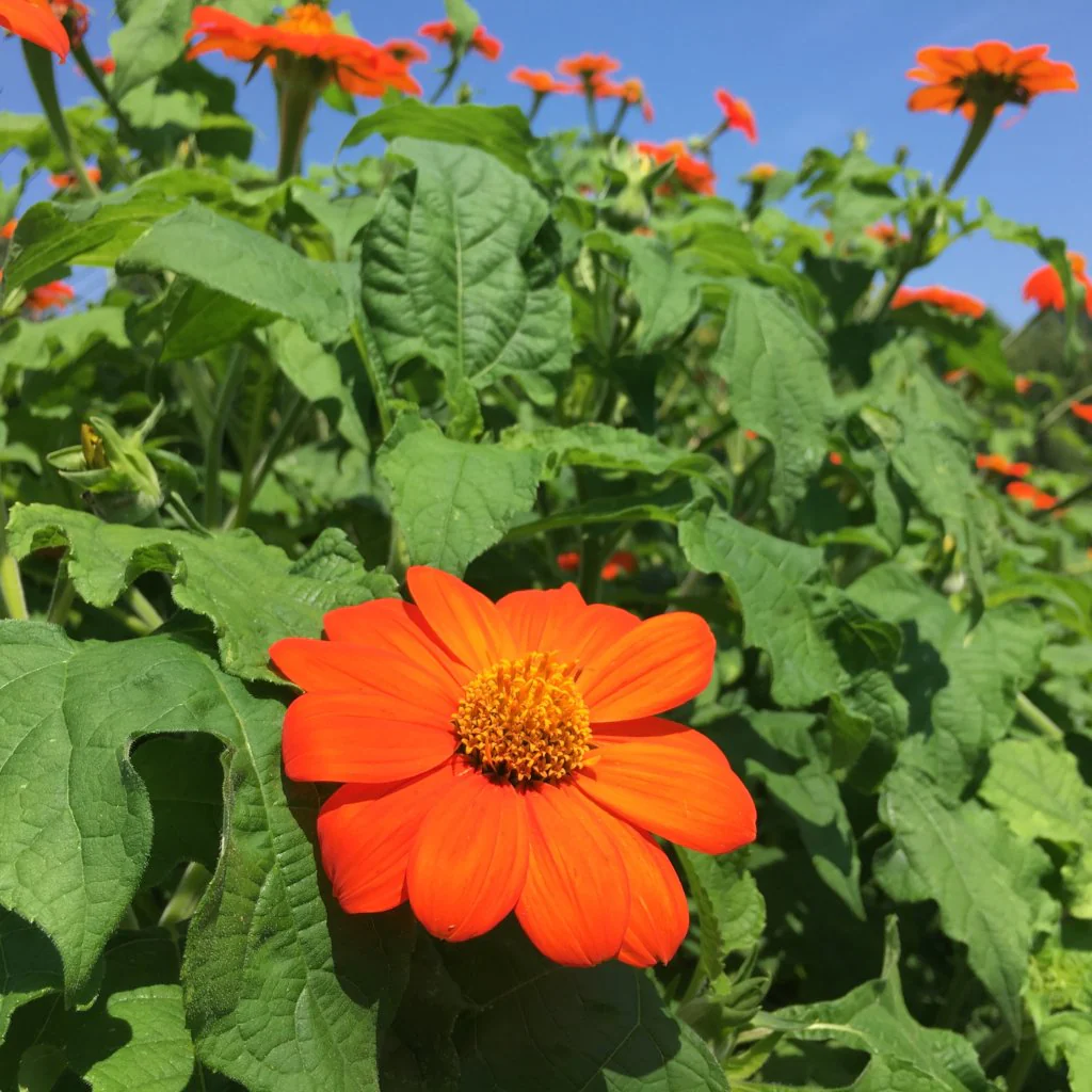 Torch Mexican sunflower