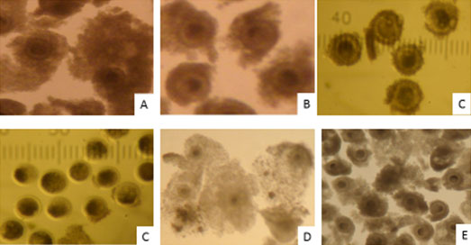 Quality of water buffalo oocytes classified based on the morphology of the surrounding cumulus cells; A) Rank A – surrounded by ≥5 layers of dense cumulus mass. B) Rank B – surrounded by 2-<5 layers of dense cumulus mass. C) Rank C – surrounded by <2 layers of irregular cumulus mass. D) Rank D – denuded or free from cumulus cells. E) Rank E – surrounded by expanded cumulus mass [57].