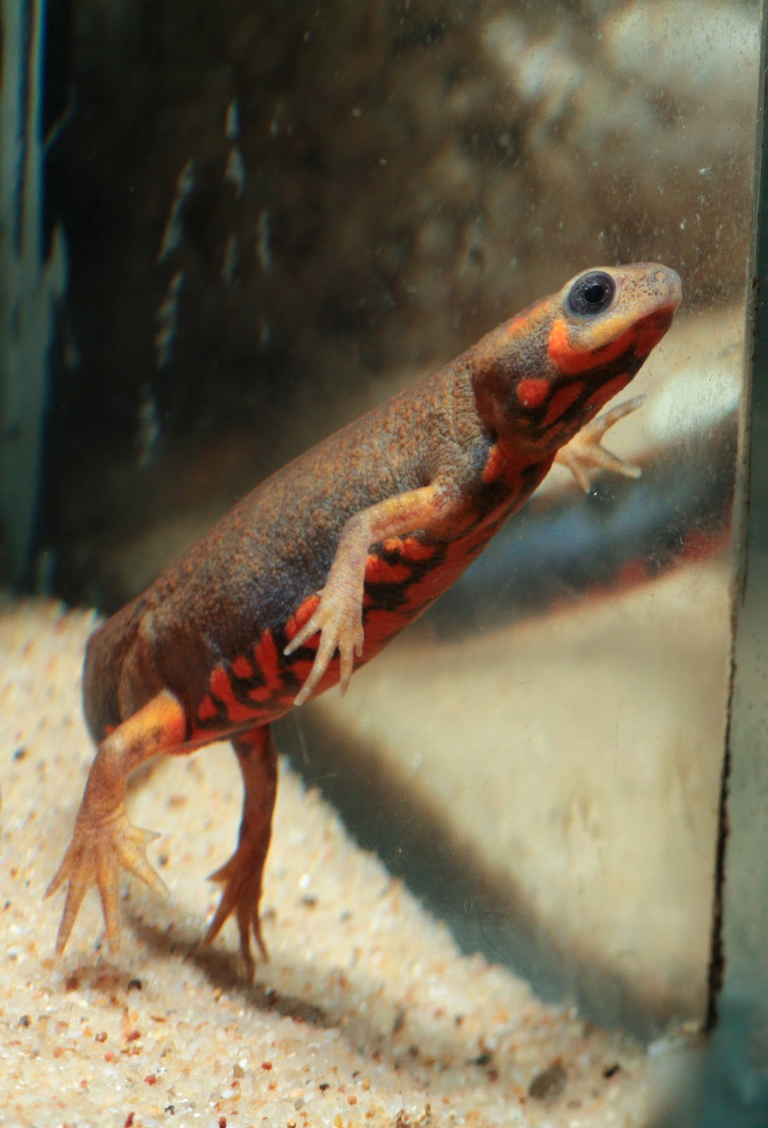 Fire-bellied newt