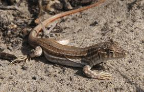 New Mexico whiptail lizard