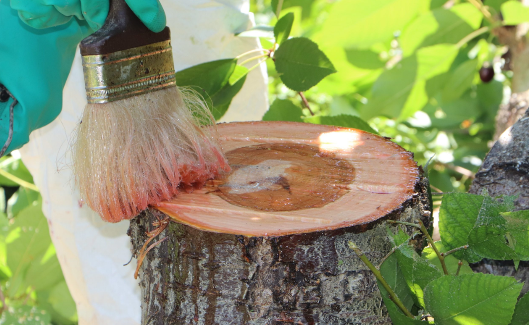 Stump Removal (Chemical) or Cut Surface Treatment
