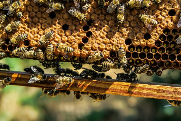 窩週報＿第016期 檳榔業者違法噴灑農藥導致上千萬隻蜜蜂猝死
