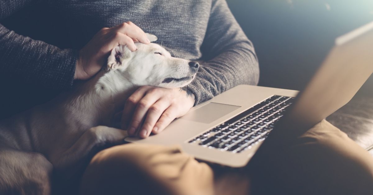 chien détendu devant l'ordinateur avec son propriétaire