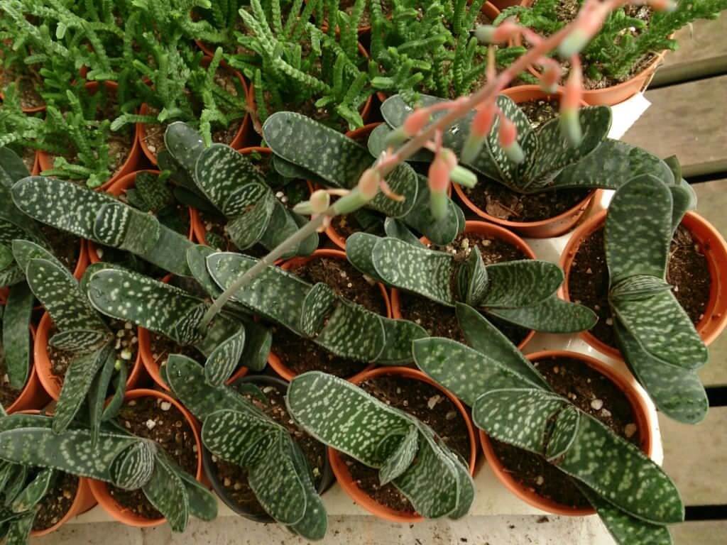 Cuidados de la Gasteria