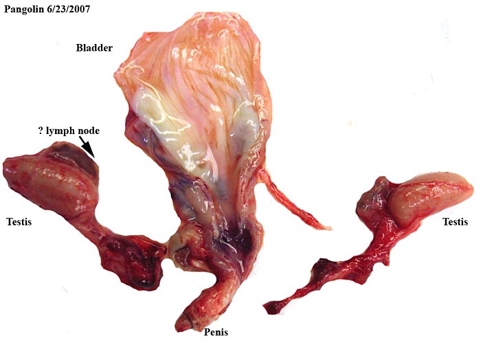 Bladder, testes, penis and accessory glands of fetal male white-bellied pangolin.