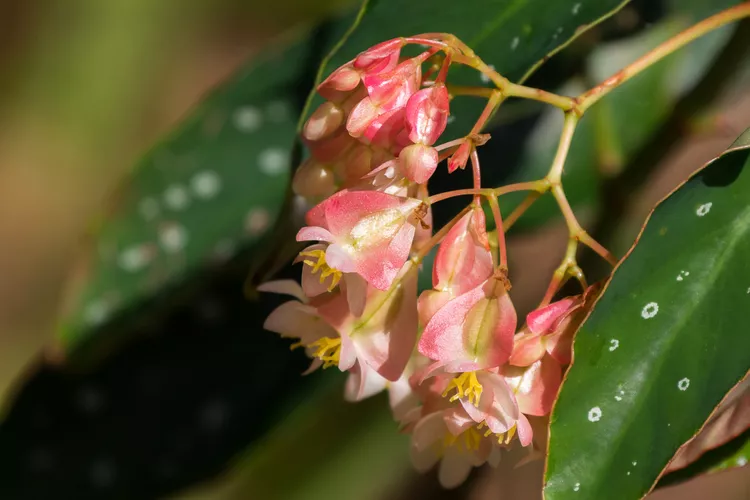 Angel Wing Begonia (Begonia)