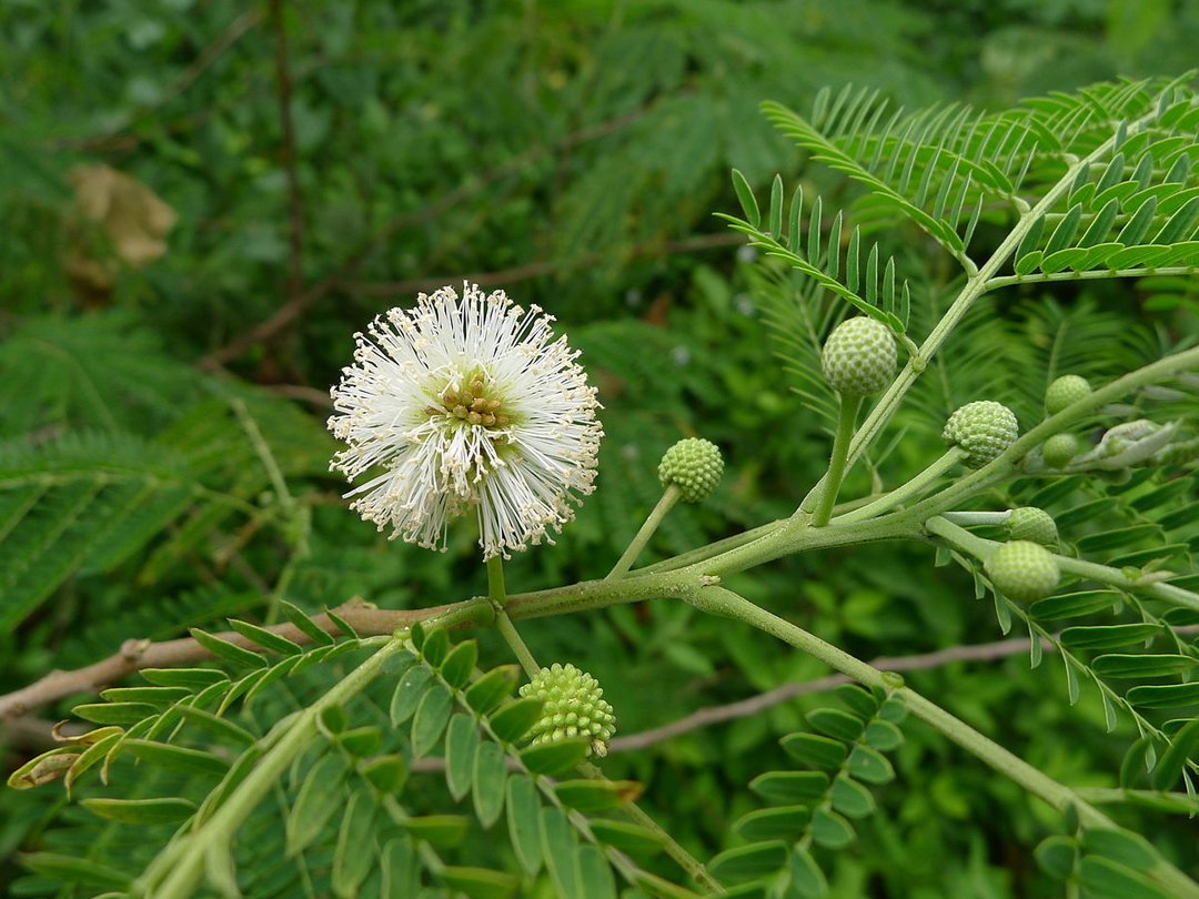 Leucaena diversifolia