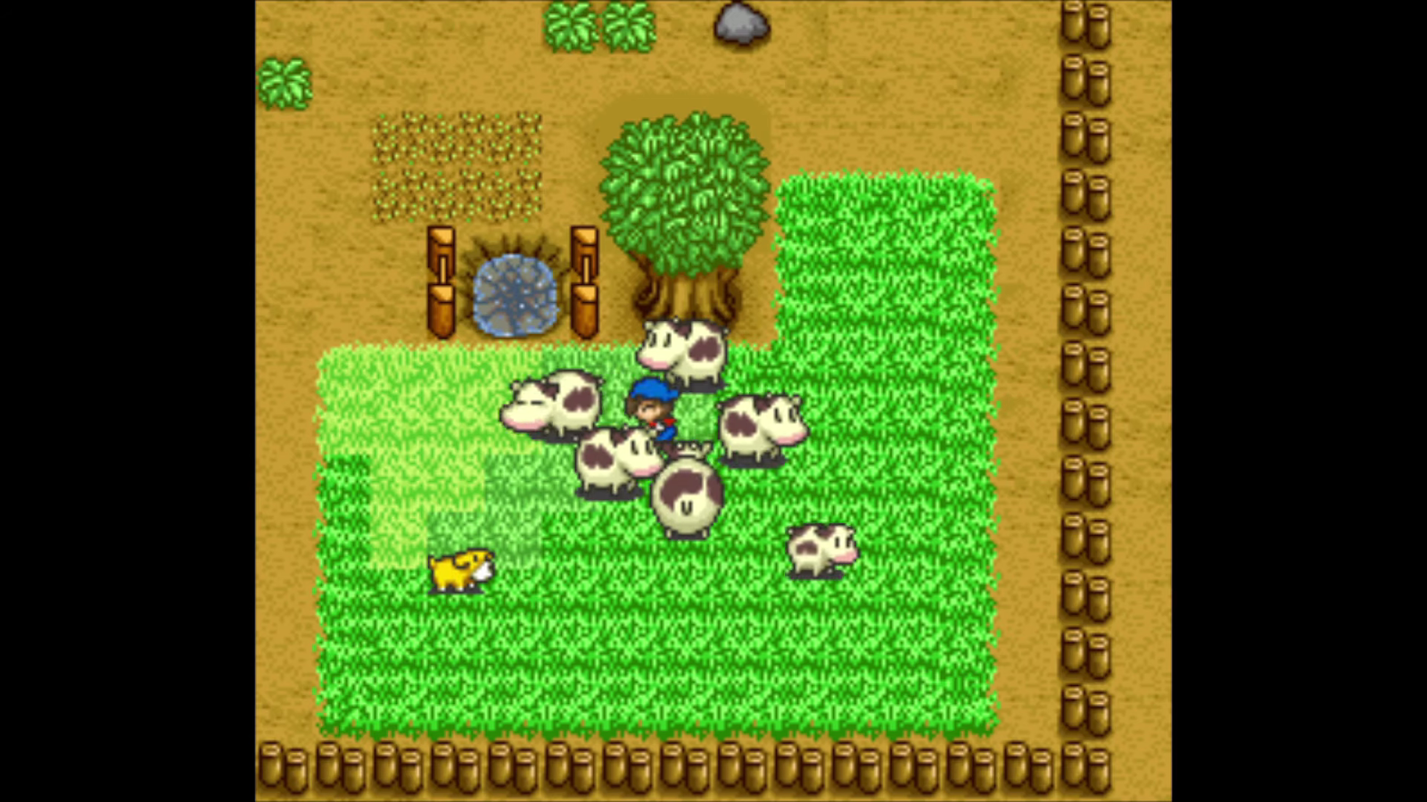 The Boss of Bovines. | Harvest Moon SNES