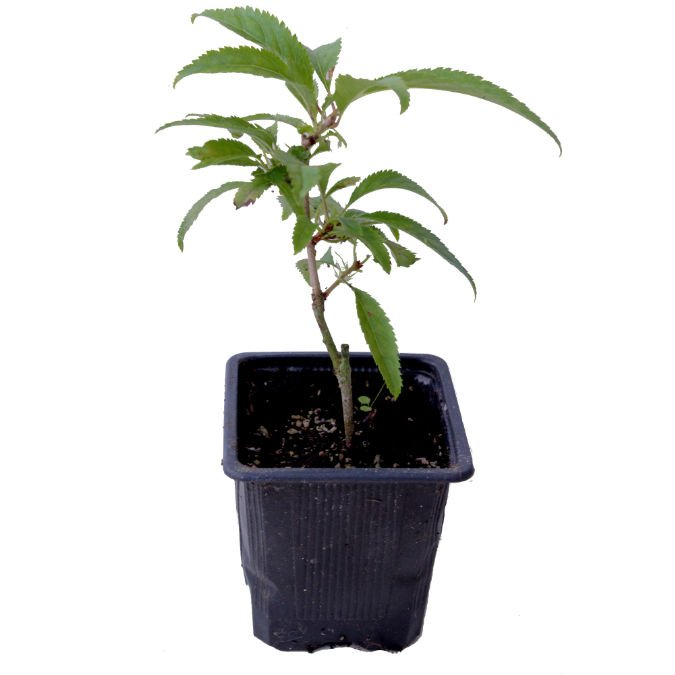prunus incisa mikinori com 2 anos iberbonsai