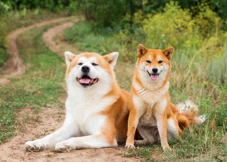 5 Japanese Dog Breeds That You Need To Know