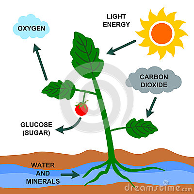 cartoon-illustration-photosynthesis-process-29925058.jpg
