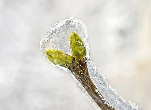 Обработка растений для защиты от холода