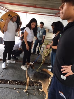 donación de camitas a refugio de perros 2019