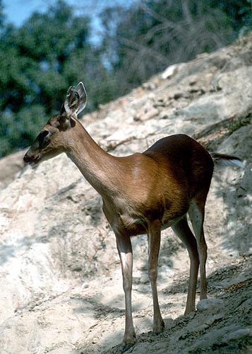 White-tailed deer