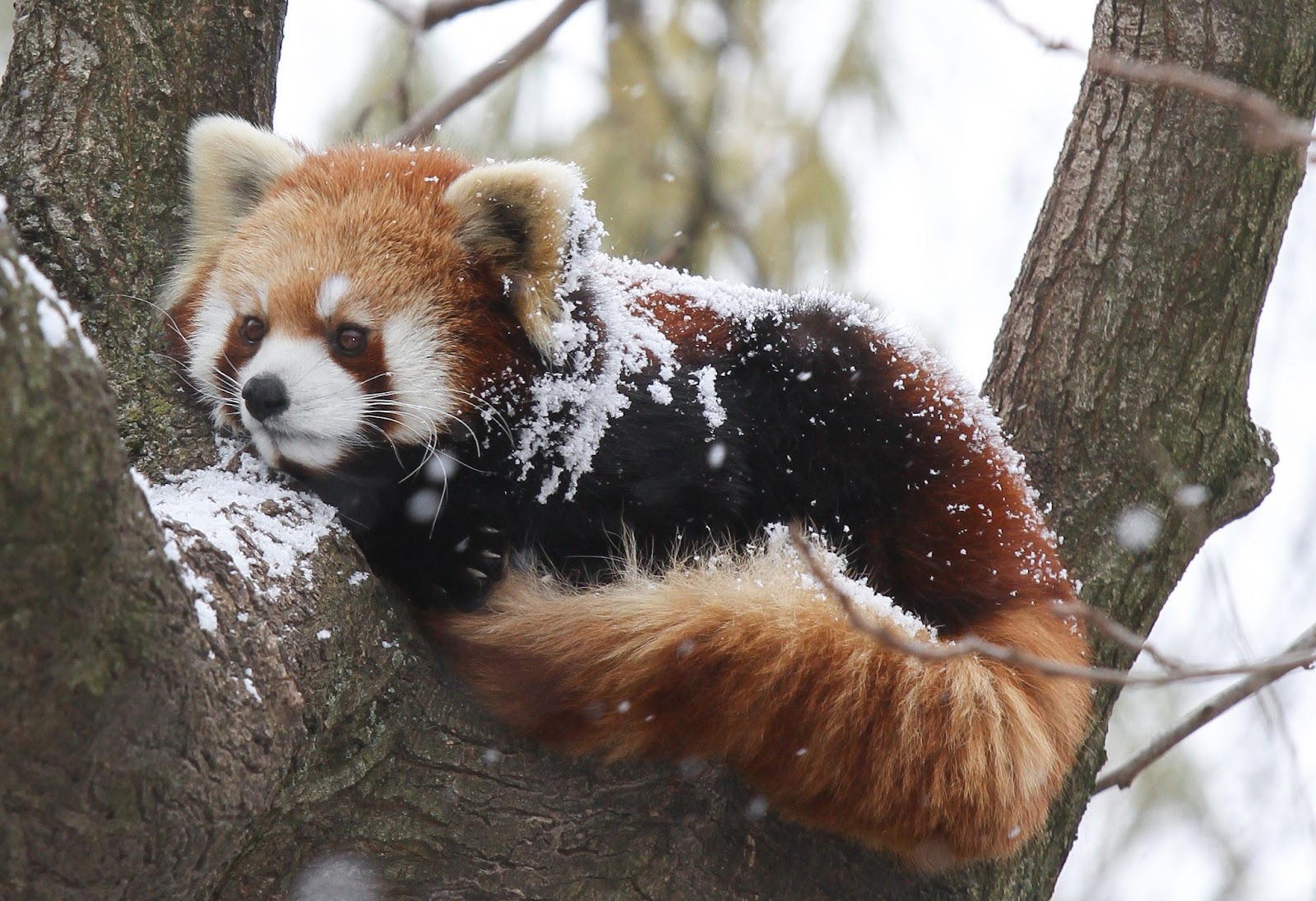 Red Panda