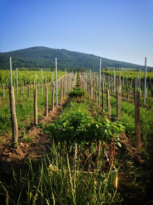 Une parcelle prête à être plantée, où les tuteurs sont disposés en rangs.