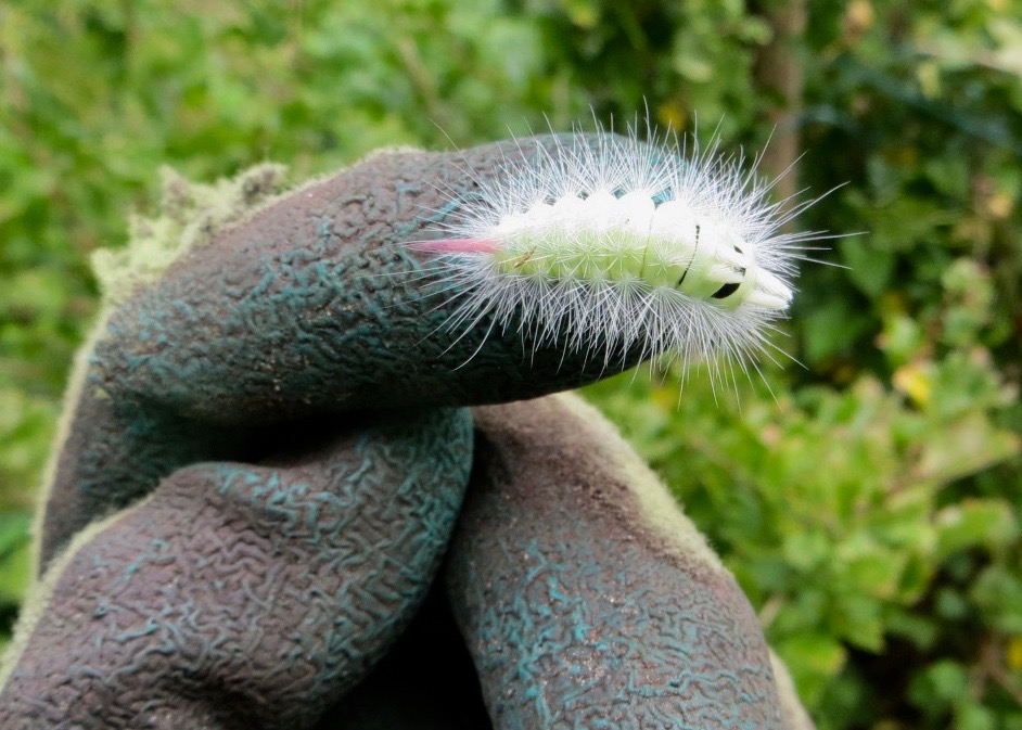 meriansborstel op mijn tuinhandschoen (1).jpg