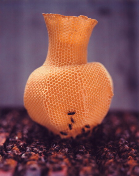 Estrutura de vaso composto por favos de mel