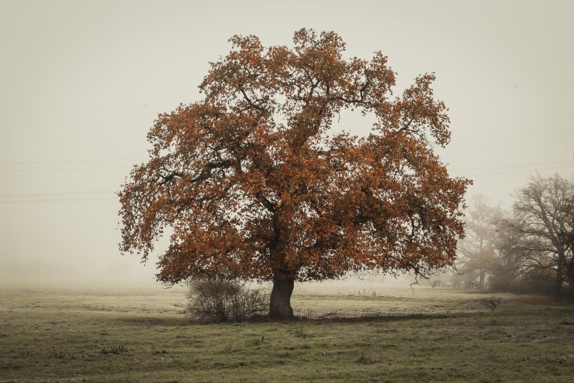 Distant Photo of Oak Tree