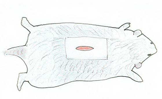 Location of incision for adrenalectomy on dorsum of a rat.