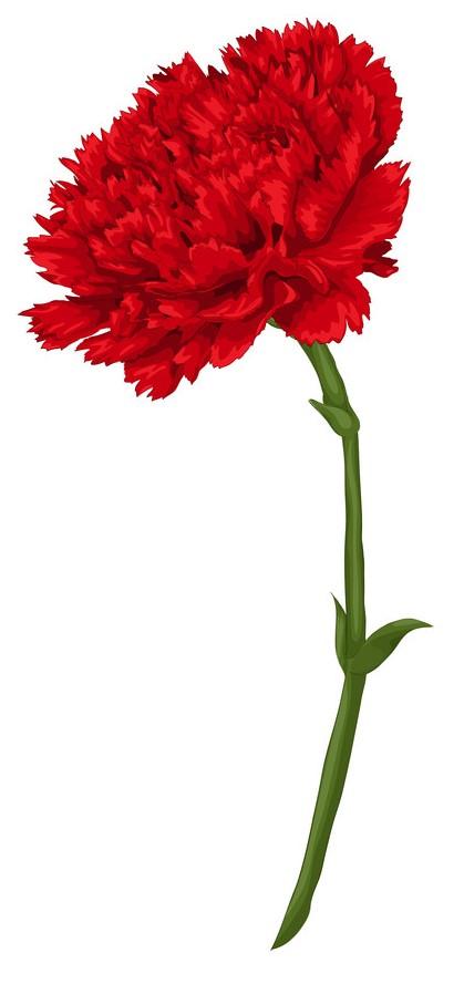 beautiful-red-carnation-isolated-on-white-vector-6577076.jpg