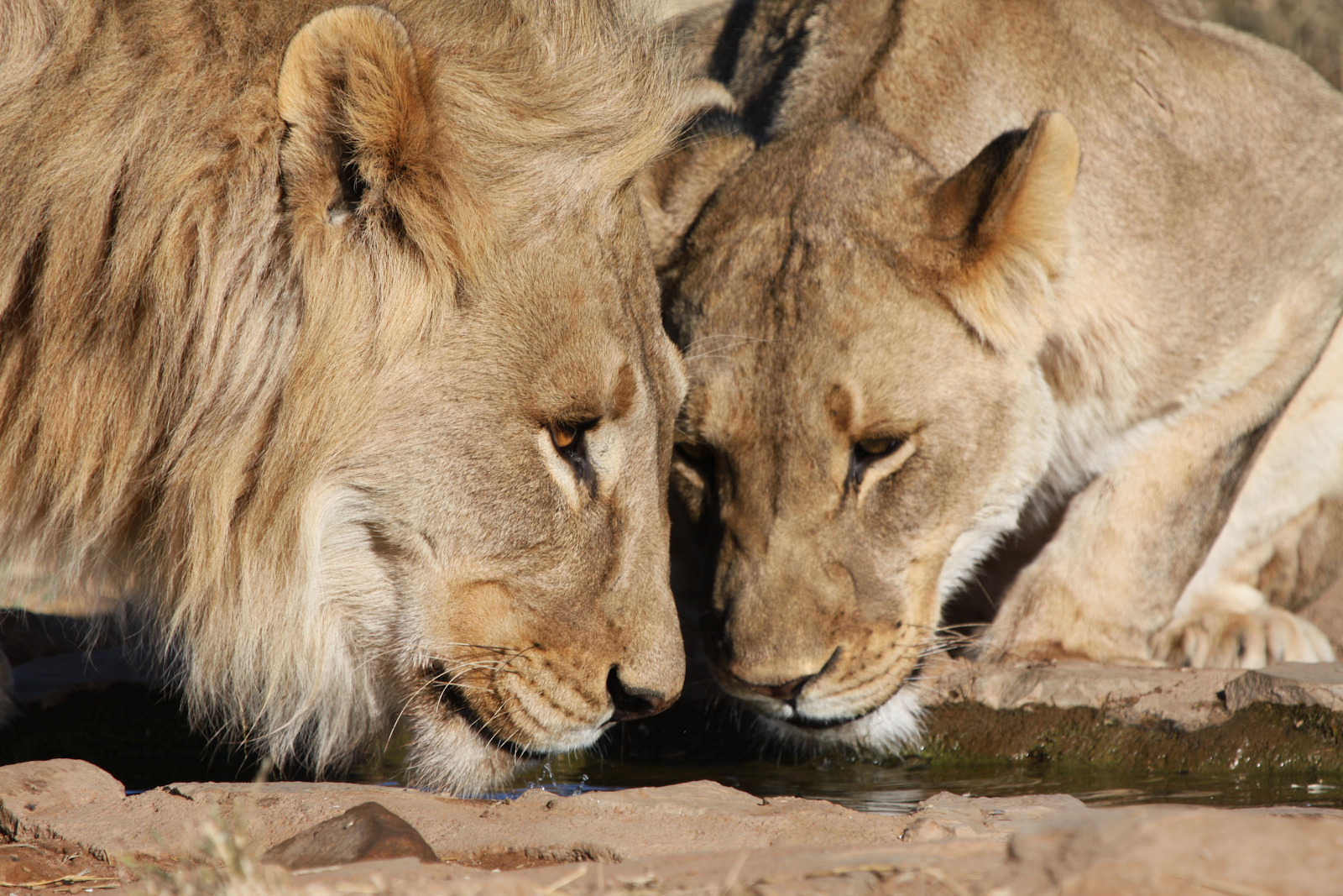 lions at waterhole