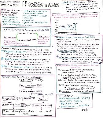 Homeostasis study sheet - human physiology 10/06/16 | Medical school  studying, Medical studies, Medicine notes