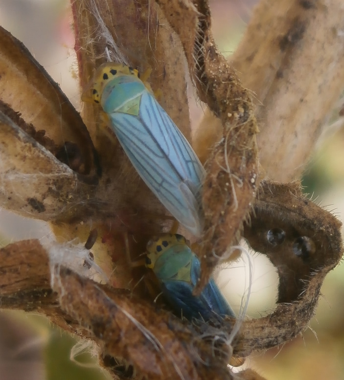 Cicadella_viridis_Najera_061015.jpg