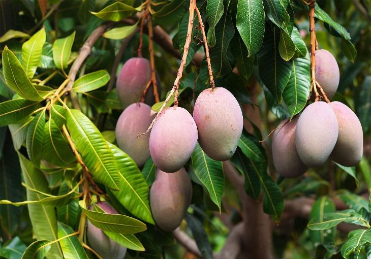 Mango | Description, History, Cultivation, & Facts | Britannica
