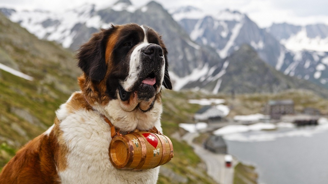 Saint Bernard thuần chủng rất to