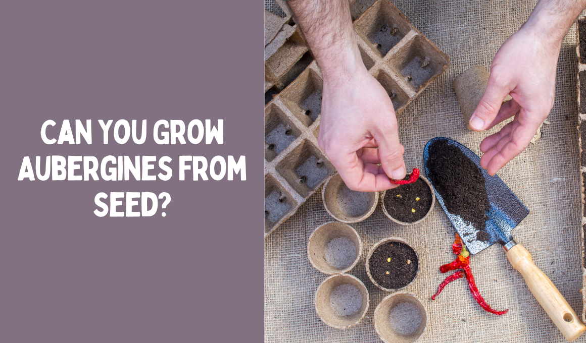 Can You Grow Aubergines from Seed?